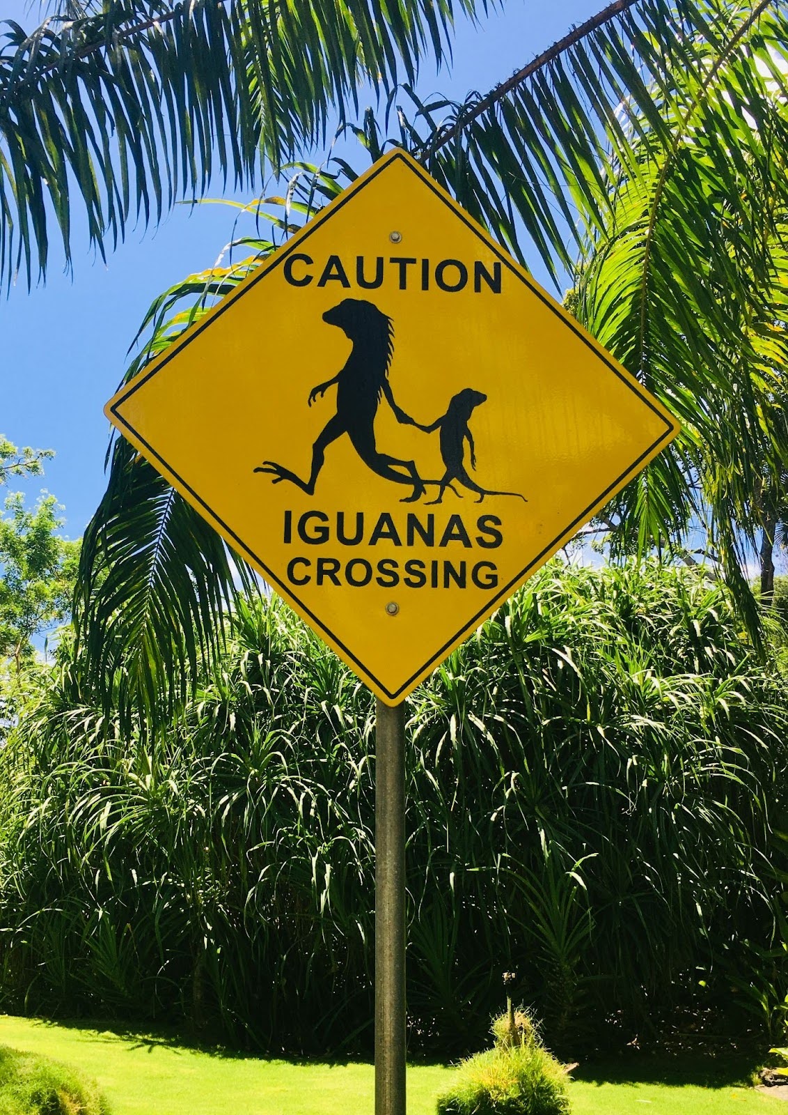 Iguana crossing sign in Belize