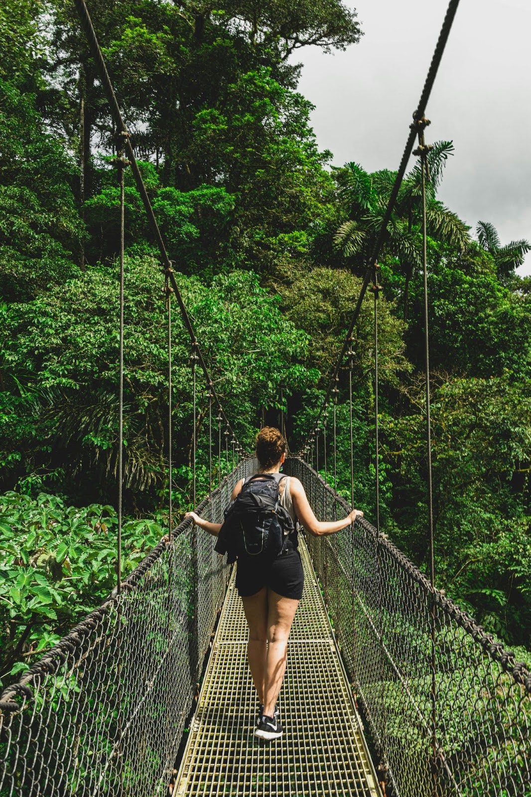 Tree bridge