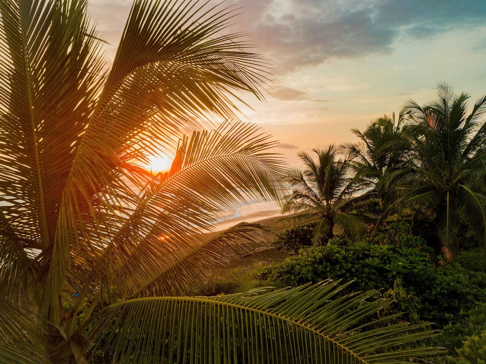 Palm trees