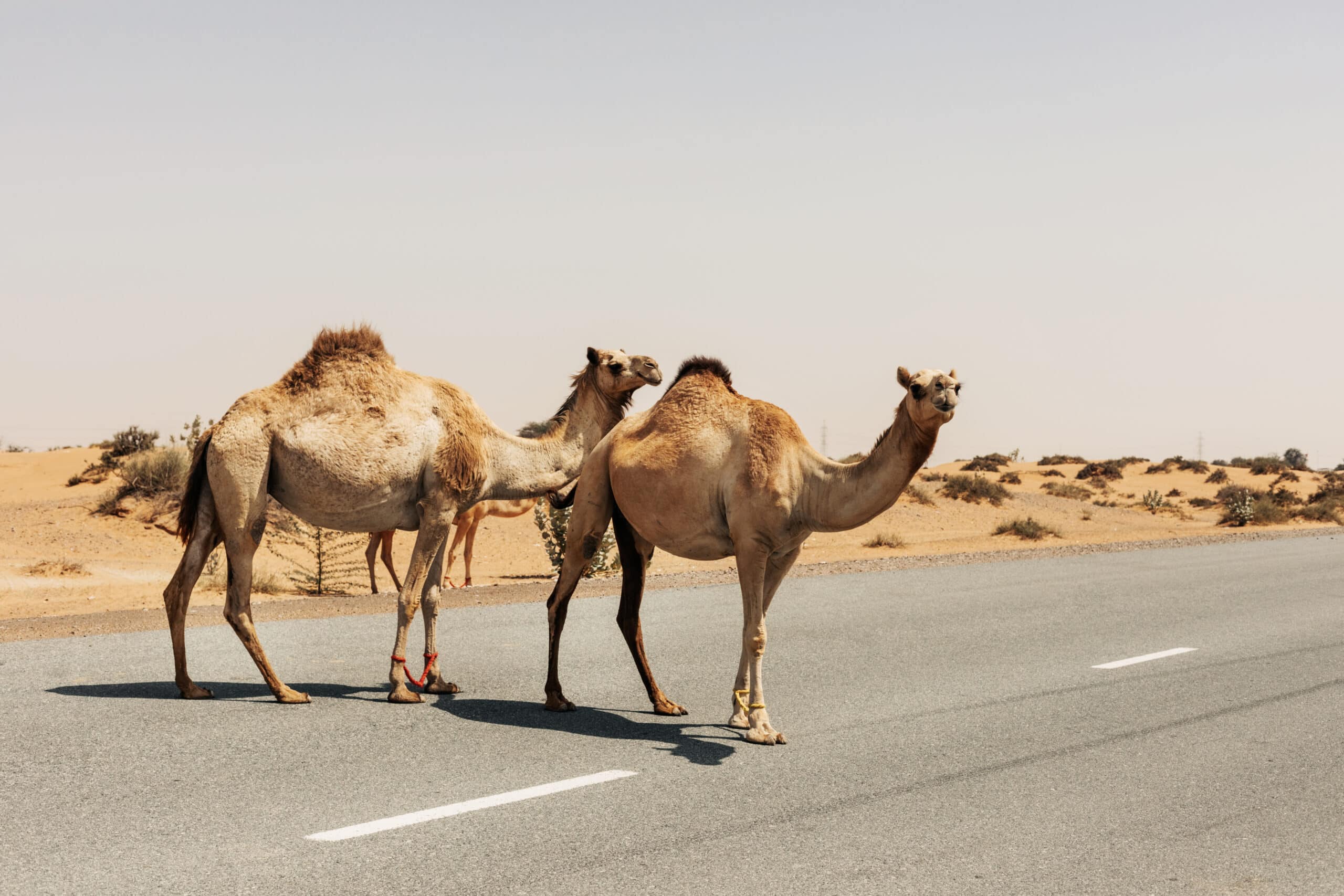 Camels